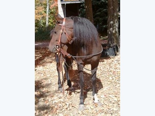 Stunning Dark Bay Mare