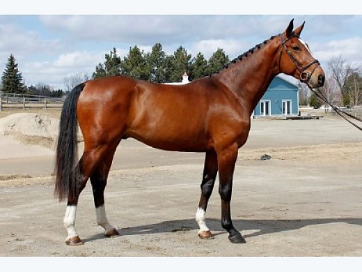 Stunning Westphalian Stallion Available for Stud!