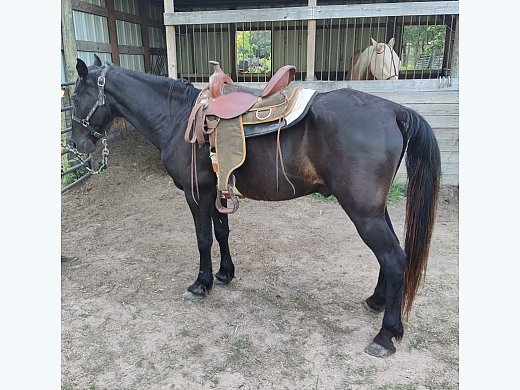 Tennessee Walker Gelding