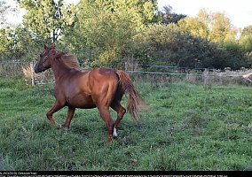 Thoroughbred (Thoroughbred, Gelding) in Melbourne, FL