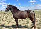 Appaloosa - Horse for Sale in Fort Collins, CO 80524 Appaloosa - Horse for Sale in Fort Collins, CO 80524