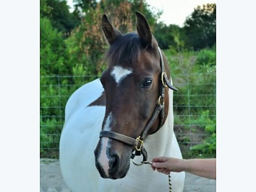 14 yr old, 14.3hh Paint Mare - $1500