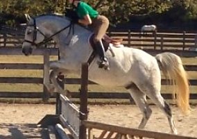Arabian (Arabian, Gelding) in Franklin, TN
