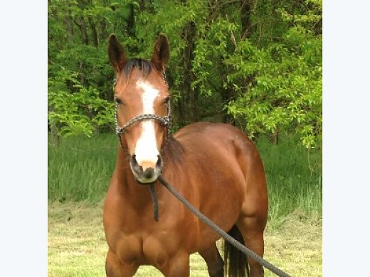 2009 AQHA Bay Mare