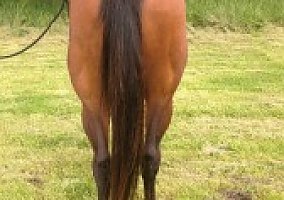 Quarter Horse (Quarter Horse, Mare) in Blairstown, MO