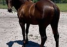 Quarter Horse - Horse for Sale in New Smyrna Beach, FL 32168