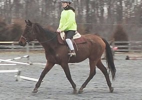 Hunter, Jumper, Eq, Eventing Prospect Thoroughbred Mare