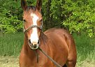 2009 AQHA Bay Mare Quarter Horse Mare