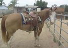 Lqqk Nice Paint Gelding Medice... Paint Gelding