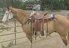War Cloud Paint Gelding