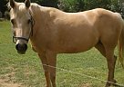 Palomino Mare Palomino Mare