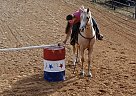 Paint - Horse for Sale in Bradford, AR 72020 Paint - Horse for Sale in Bradford, AR 72020