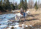Appaloosa - Horse for Sale in Hill City, MN 55748 Appaloosa - Horse for Sale in Hill City, MN 55748