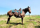 Appaloosa - Horse for Sale in Sebeka, MN 56477 Appaloosa - Horse for Sale in Sebeka, MN 56477