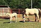 Other - Horse for Sale in Seminole, OK 74868