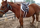 Quarter Horse - Horse for Sale in Boulder, CO 80304 Quarter Horse - Horse for Sale in Boulder, CO 80304