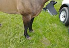 Pepper - Gelding in Weyauwega, WI Pepper - Gelding in Weyauwega, WI