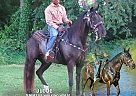 Tennessee Walking - Horse for Sale in MORRISON, TN 37357