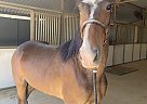 Givenchy - Gelding in Perris, CA Givenchy - Gelding in Perris, CA