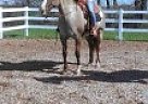 Paint - Horse for Sale in Milford, NJ 08848 Paint - Horse for Sale in Milford, NJ 08848
