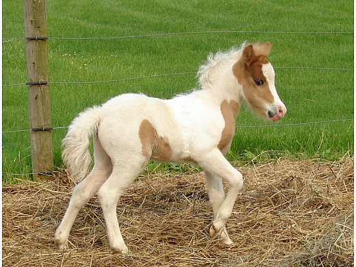 Gorgeous Pinto