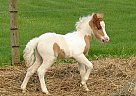Miniature - Horse for Sale in Dundee, NY 14837 Miniature - Horse for Sale in Dundee, NY 14837