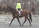 Thoroughbred - Horse for Sale in Gettysburg, PA Thoroughbred - Horse for Sale in Gettysburg, PA