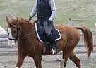 Bashkir Curly - Horse for Sale in , WA 11111 Bashkir Curly - Horse for Sale in , WA 11111