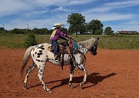 Appaloosa (Appaloosa, Gelding) in Westminster, SC