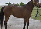 Half Arabian Mare for Sale in Aledo, Texas Half Arabian Mare for Sale in Aledo, Texas