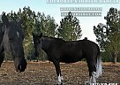 Missouri Fox Trotter - Horse for Sale in Ignacio, CO 81137