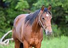 Quarter Horse Mare for Sale in WEATHERFORD, Texas Quarter Horse Mare for Sale in WEATHERFORD, Texas