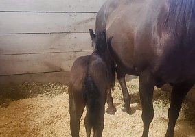 Quarter Horse (Quarter Horse, Mare) in Ashland, OH