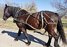 Percheron - Horse for Sale in Bellbrook, OH 45385 Percheron - Horse for Sale in Bellbrook, OH 45385