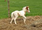 Miniature - Horse for Sale in Dundee, NY 14837