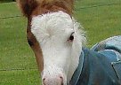 Miniature - Horse for Sale in Dundee, NY 14837
