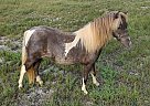 Miniature - Horse for Sale in Dundee, NY 14837 Miniature - Horse for Sale in Dundee, NY 14837