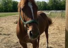 Quarter Horse - Horse for Sale in Putnam, CT 06260