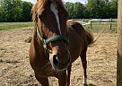 Quarter Horse - Horse for Sale in Putnam, CT 06260 Quarter Horse - Horse for Sale in Putnam, CT 06260