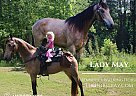Tennessee Walking - Horse for Sale in Rockholds, KY 40759