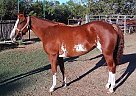 - Mare in Burnet, TX - Mare in Burnet, TX