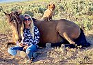 Kentucky Mountain - Horse for Sale in Cedar, UT 84721 Kentucky Mountain - Horse for Sale in Cedar, UT 84721