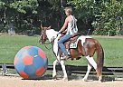 Pony - Horse for Sale in Los Angeles, CA 90012 Pony - Horse for Sale in Los Angeles, CA 90012