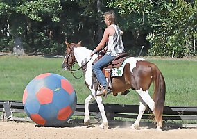 Pony (Welsh, POA, Shetland, Connemara) (Pony (Welsh, POA, Shetland, Connemara), Gelding) in Los Angeles, CA