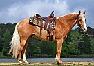 Quarter Horse - Horse for Sale in Los Angeles, CA 90012 Quarter Horse - Horse for Sale in Los Angeles, CA 90012