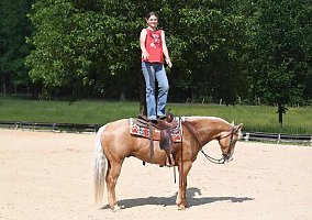 Quarter Horse (Quarter Horse, Gelding) in Los Angeles, CA