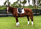 Captain Wizard - Gelding in Seffner, FL Captain Wizard - Gelding in Seffner, FL