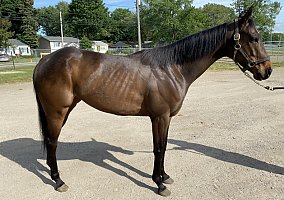 Thoroughbred (Thoroughbred, Mare) in Painesville, OH