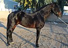 Andalusian - Horse for Sale in Canyon, CA 91351 Andalusian - Horse for Sale in Canyon, CA 91351