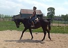Apollo Thoroughbred Gelding